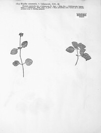 Erysiphe cruciferarum image